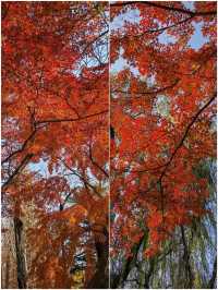 青島中山公園:闖入秋日童話世界