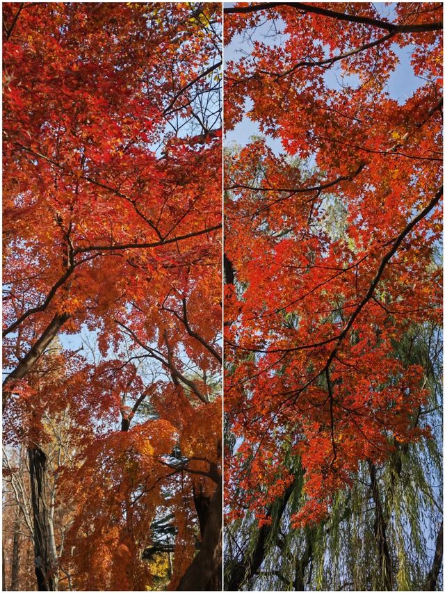 青島中山公園:闖入秋日童話世界 青島中山公園:闖入秋日童話世界