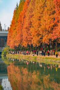 升仙湖的秋，是水杉用紅色寫的詩 