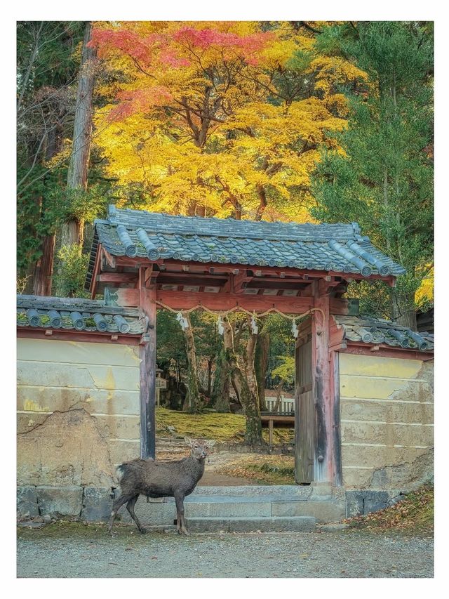 奈良小眾秘境東大寺的鎮守社・手向山八幡宮的紅葉絕景
