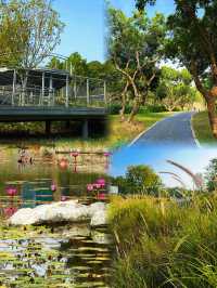 西麗湖碧道秋日攻略|打卡橙紅落羽杉,6km精華線安全出片