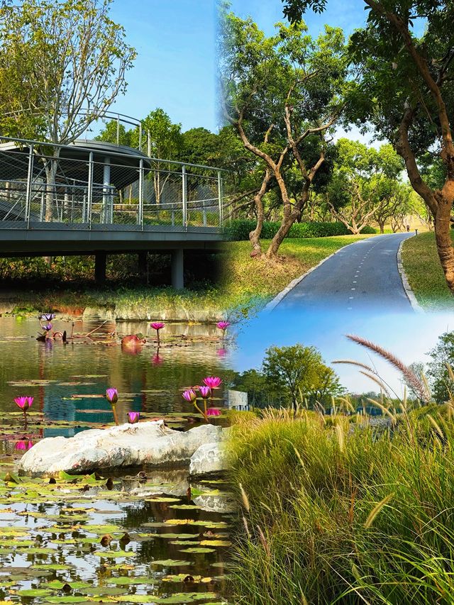 西麗湖碧道秋日攻略|打卡橙紅落羽杉,6km精華線安全出片 西麗湖碧道秋日攻略|打卡橙紅落羽杉,6km精華線安全出片