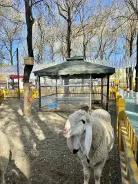 哈爾濱東北虎林園半日遊！！（內含攻略）