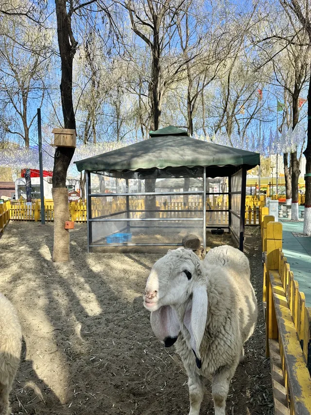 哈爾濱東北虎林園半日遊！！（內含攻略）