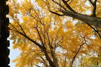 12.3蘇州賞秋實況