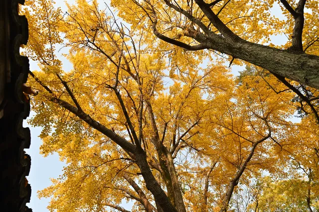 12.3蘇州賞秋實況 12.3蘇州賞秋實況