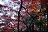 莫干山|一日賞楓11.30日