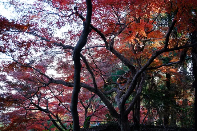 莫干山|一日賞楓11.30日 莫干山|一日賞楓11.30日