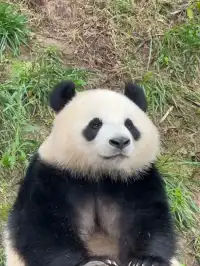 【熊貓谷青城山】輕鬆純玩一日遊