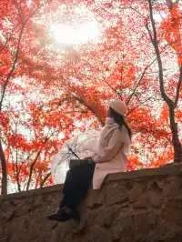 12.5實況|中山植物園這幾個機位包出片的!