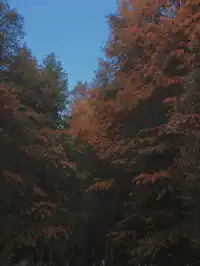 金山寺旁的「童話水杉林」，小朋友玩到不想走