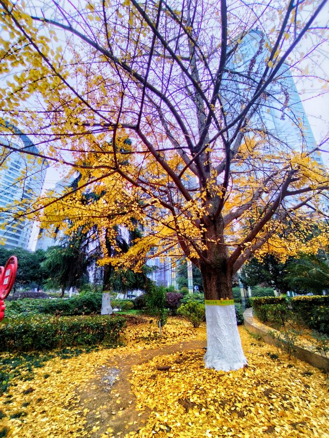 杏好~~有你 杏好~~有你