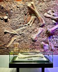 重慶遛娃親子暢遊丨神奇博物館共學體驗