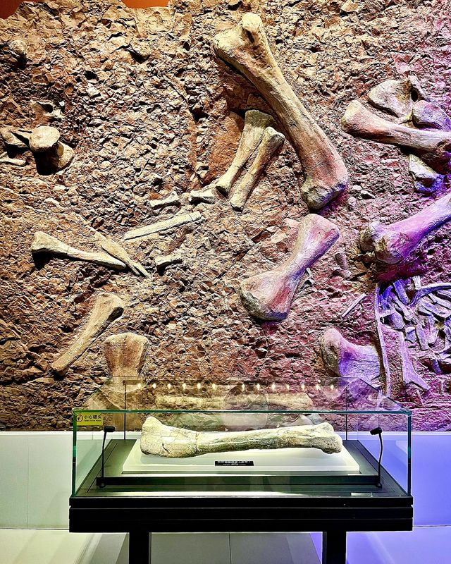 重慶遛娃親子暢遊丨神奇博物館共學體驗