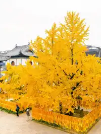 12.5實拍！真如寺銀杏，元代古剎小眾賞秋！