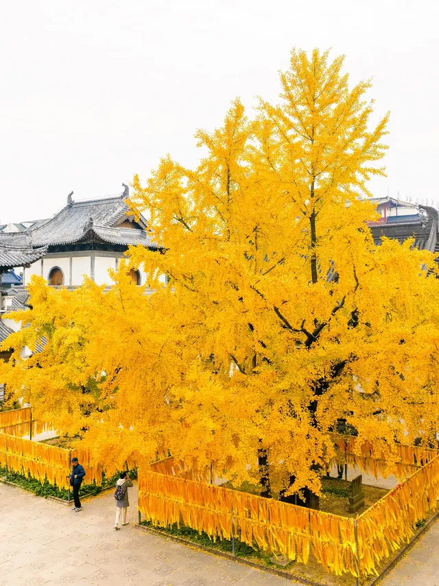 12.5實拍！真如寺銀杏，元代古剎小眾賞秋！