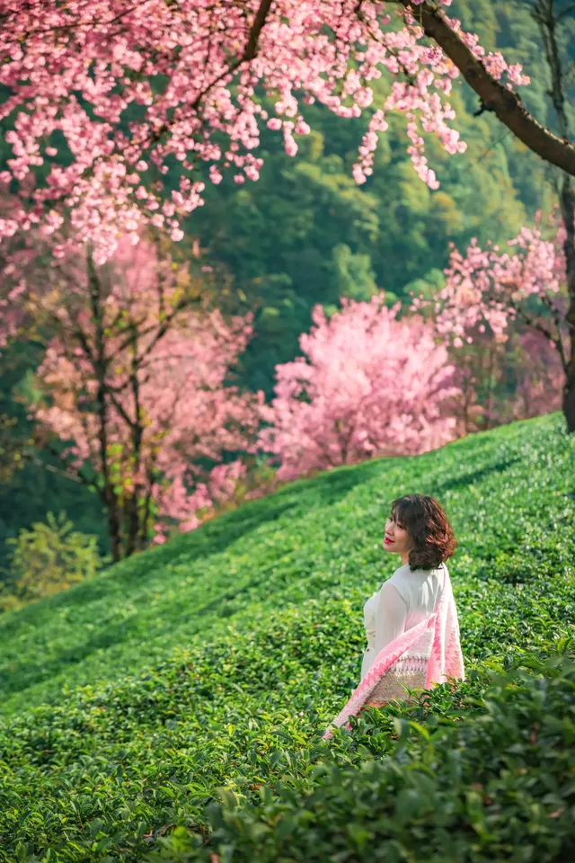 無量山櫻花谷旅拍,餘位有限,預約從速! 無量山櫻花谷旅拍,餘位有限,預約從速!