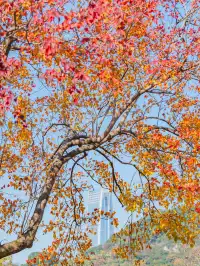 不用去皖南!溫嶺市區藏了個「秋日童話」