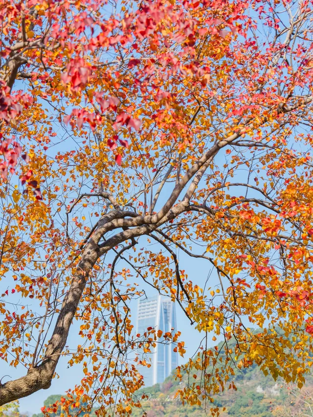 不用去皖南!溫嶺市區藏了個「秋日童話」 不用去皖南!溫嶺市區藏了個「秋日童話」