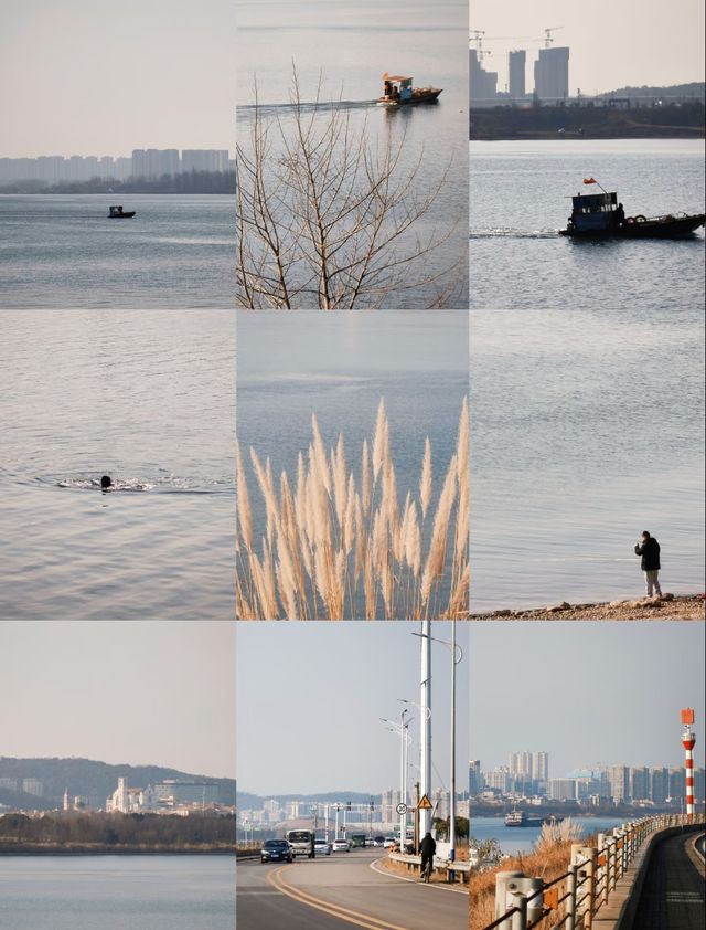 陰雨湖邊蘆葦搖曳