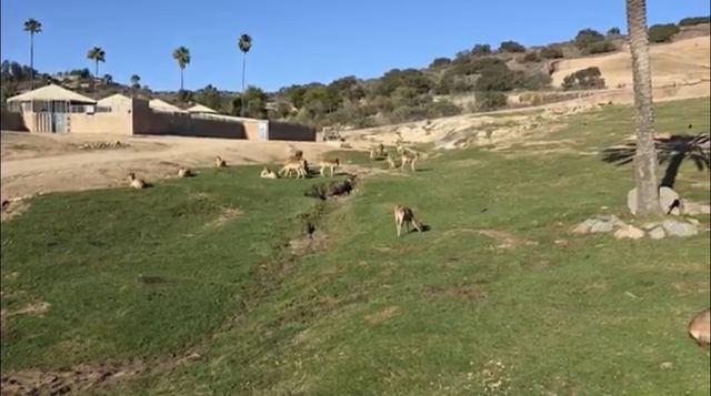 聖地亞哥必遊野生動物園