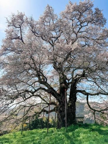 千年の樹王が隠しきれない！岡山の醍醐桜が息をのむ美しさ | Trip.com 真庭