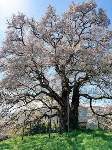 千年の樹王が隠しきれない！岡山の醍醐桜が息をのむ美しさ | Trip.com 真庭