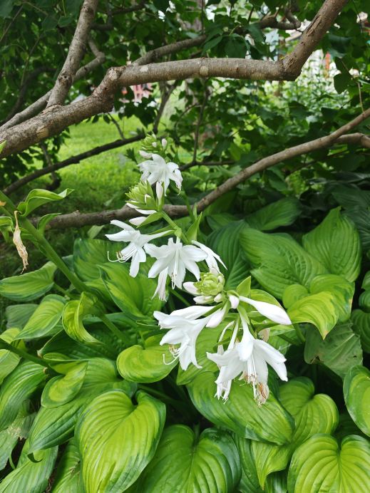 頤和園延賞斋の玉簪花が咲く | Trip.com 北京