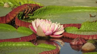 Amazing Nature Adventure in Pantanal