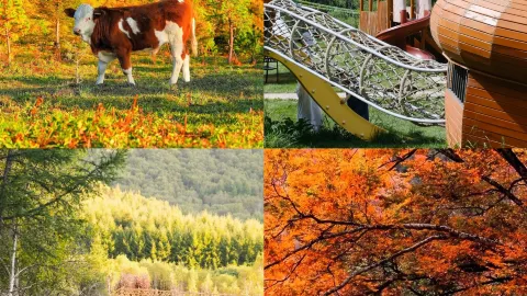 七彩森林|河北省の秋の童話の世界へ迷い込む — traveler post in 豊寧