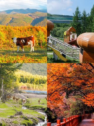 ป่าเจ็ดสี (Seven-Color Forest) | ตะลุยดินแดนเทพนิยายฤดูใบไม้ร่วงแห่งเหอเป่ย 🍂