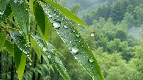 Nanshan Zhuhai, Hamparan Hijau Bak Samudra Bambu. — traveler post in Liyang
