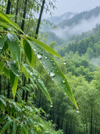Nanshan Zhuhai, Hamparan Hijau Bak Samudra Bambu.