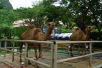 Camel Republic สวนอูฐ ชะอำ