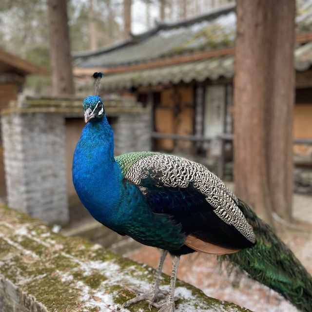 韓國🇰🇷南怡島#冬季戀歌