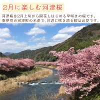 【静岡】2月に楽しむ伊豆河津桜と２つの祭り