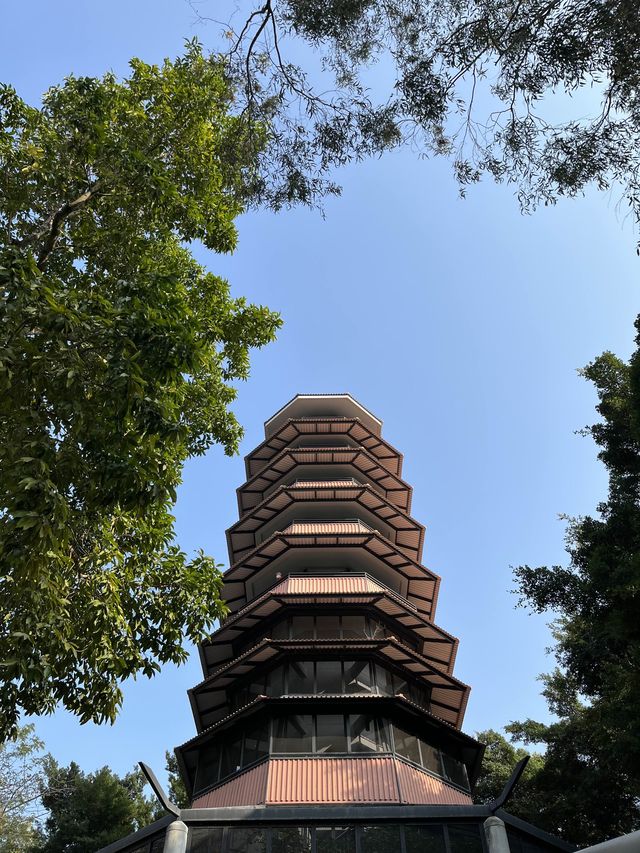 處處繡球花圃 @ 元朗公園