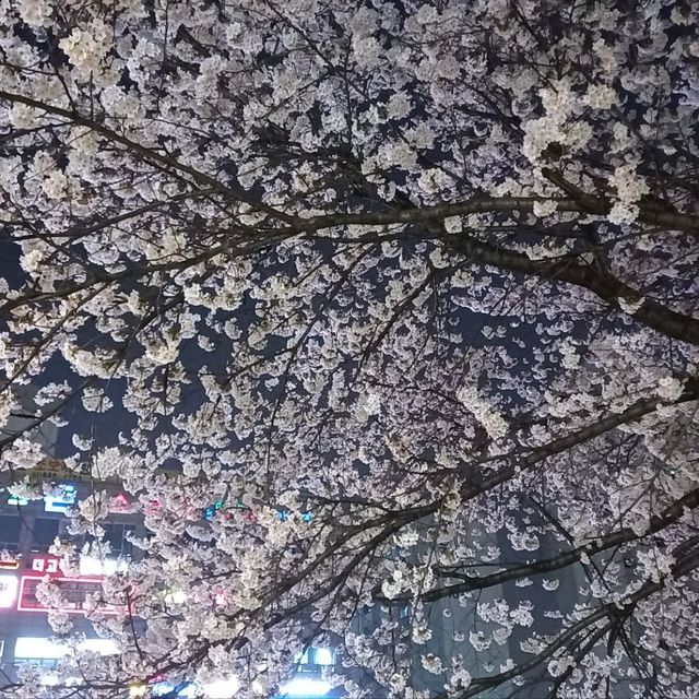 2023년 3월  안양천벚꽃 