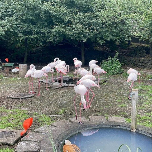 【東京都/伊豆大島】東京都立大島公園動物園