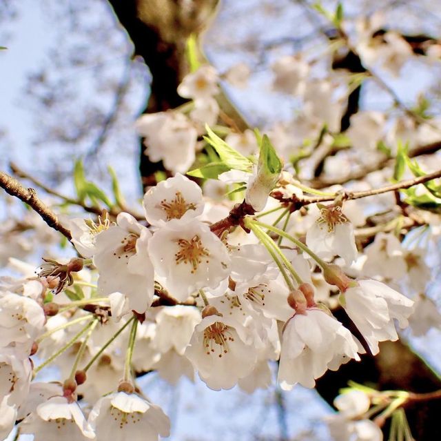根尾淡墨桜