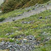 【山梨】天空の花畑！美しき北岳稜線の高山植物