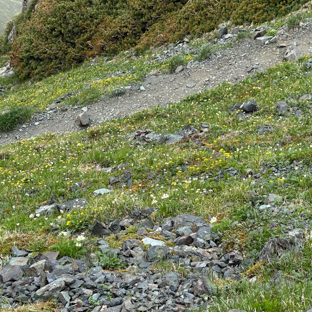 【山梨】天空の花畑！美しき北岳稜線の高山植物
