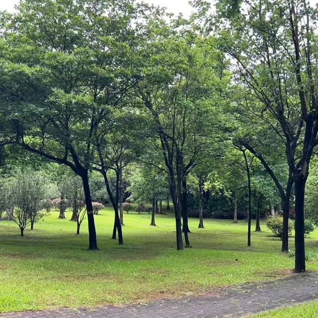 🤹🏻‍♂️蓮花山公園 | 遊山玩水🏵️