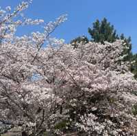 桜スポットの意外と穴場？！みなとみらい