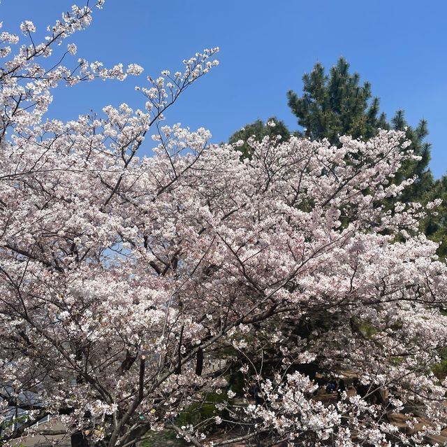 桜スポットの意外と穴場？！みなとみらい