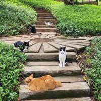 "Cat garden"โรงแรมแมว สวรรค์ของคนรักแมว📍