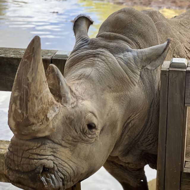 值回票價的動物園