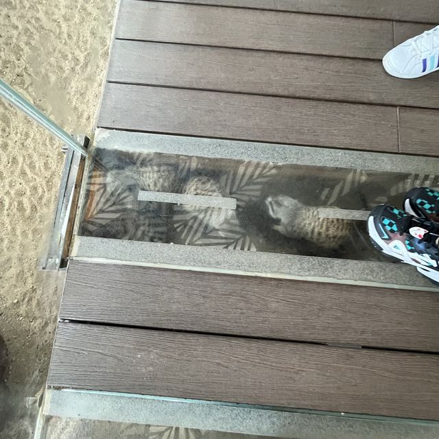 全新動物展館「樹懶與好友」