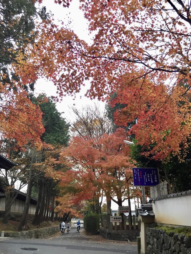 京都賞楓好去處*東福寺*