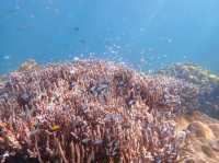 ชมทุ่งประการังที่เกาะย่านเชือก|ทะเลพม่า